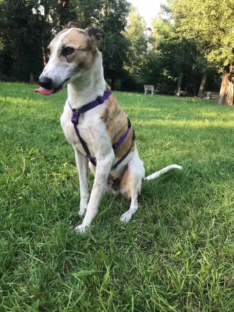 33 Sam whippet petlevrieri petlevrierionlus salvatomercatodellacarne Foster progettofoster.JPG