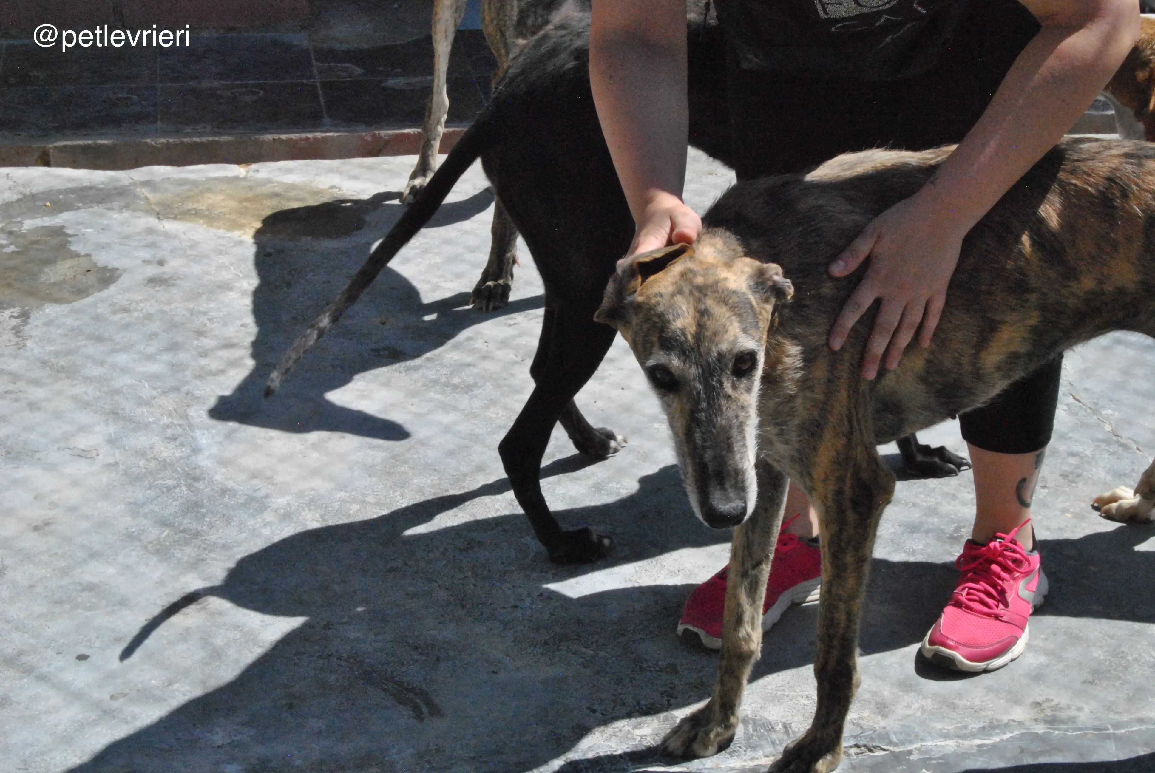 33 lala adozione galgo quarantena