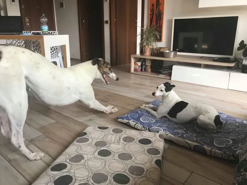 34049217 1596468027068573 2268684936443592704 n