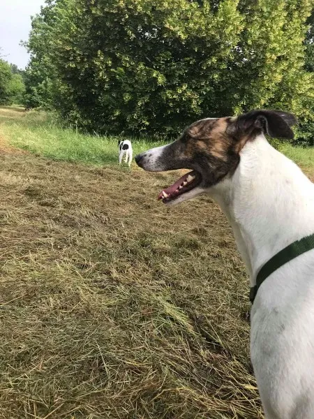 34055354 1597021823679860 3633279716640686080 n