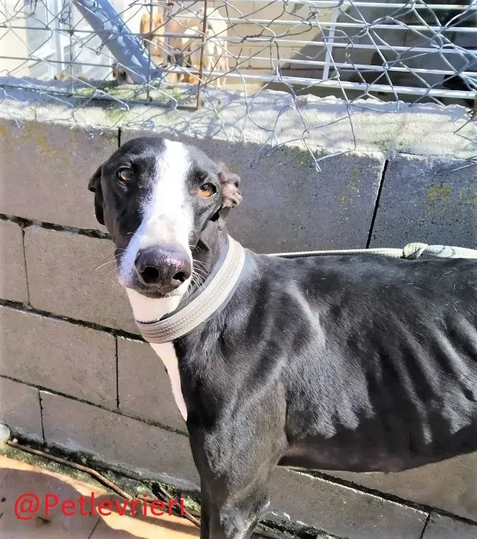 3445 adozione levrieri galgo01