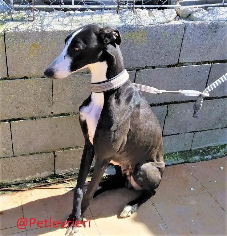 3445 adozione levrieri galgo02