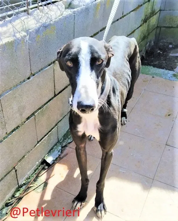 3445 adozione levrieri galgo03