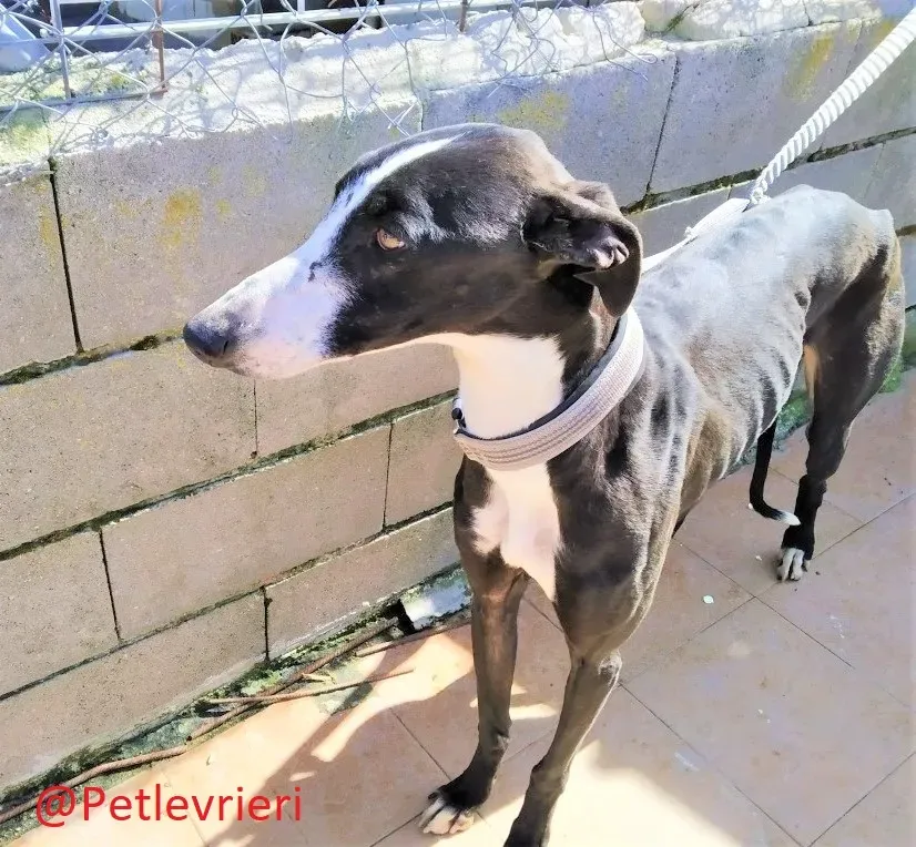 3445 adozione levrieri galgo04