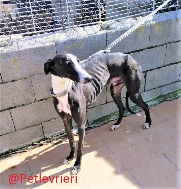 3445 adozione levrieri galgo05