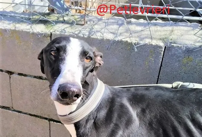 3445 adozione levrieri galgo06