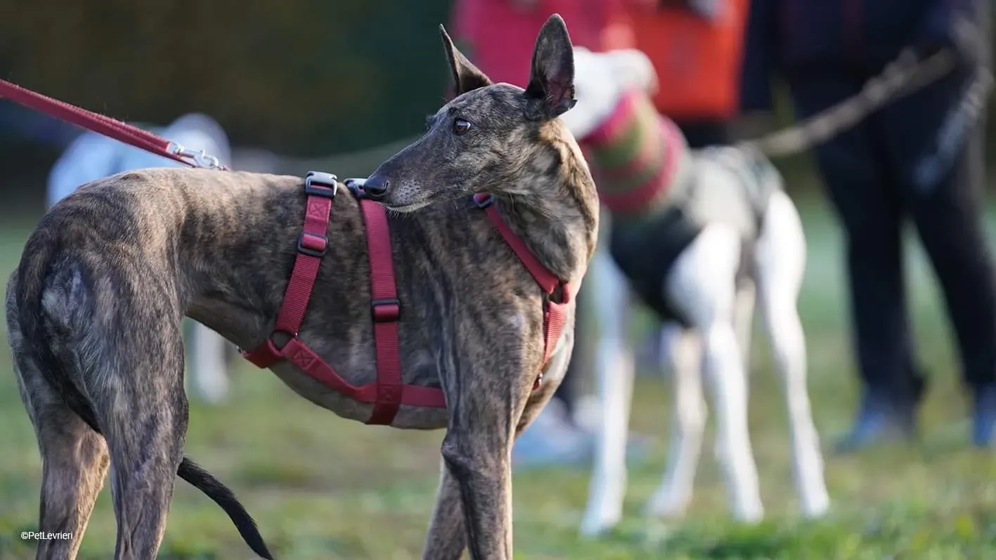 34F9380B CE6F 44B3 8BA3 9AFAE3B65ABF