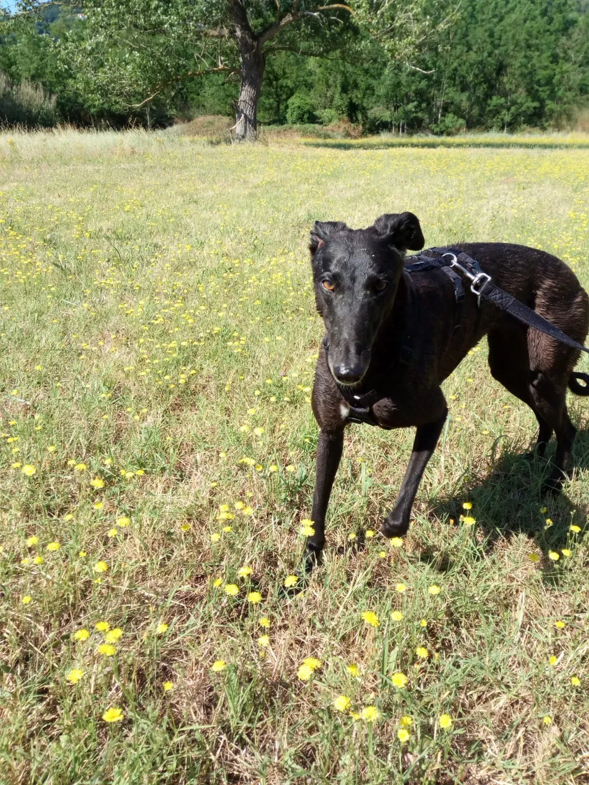 34  Rosie petlevrieri mercatodellacarne cina macao onlus