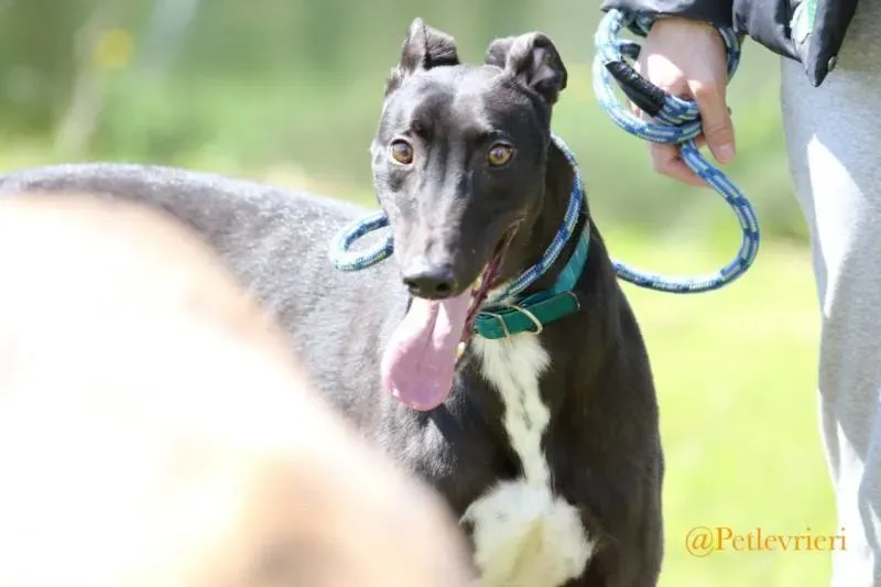 34 Jerry Greyhound rescue petlevrieri petlevrierionlus foster progettofoster
