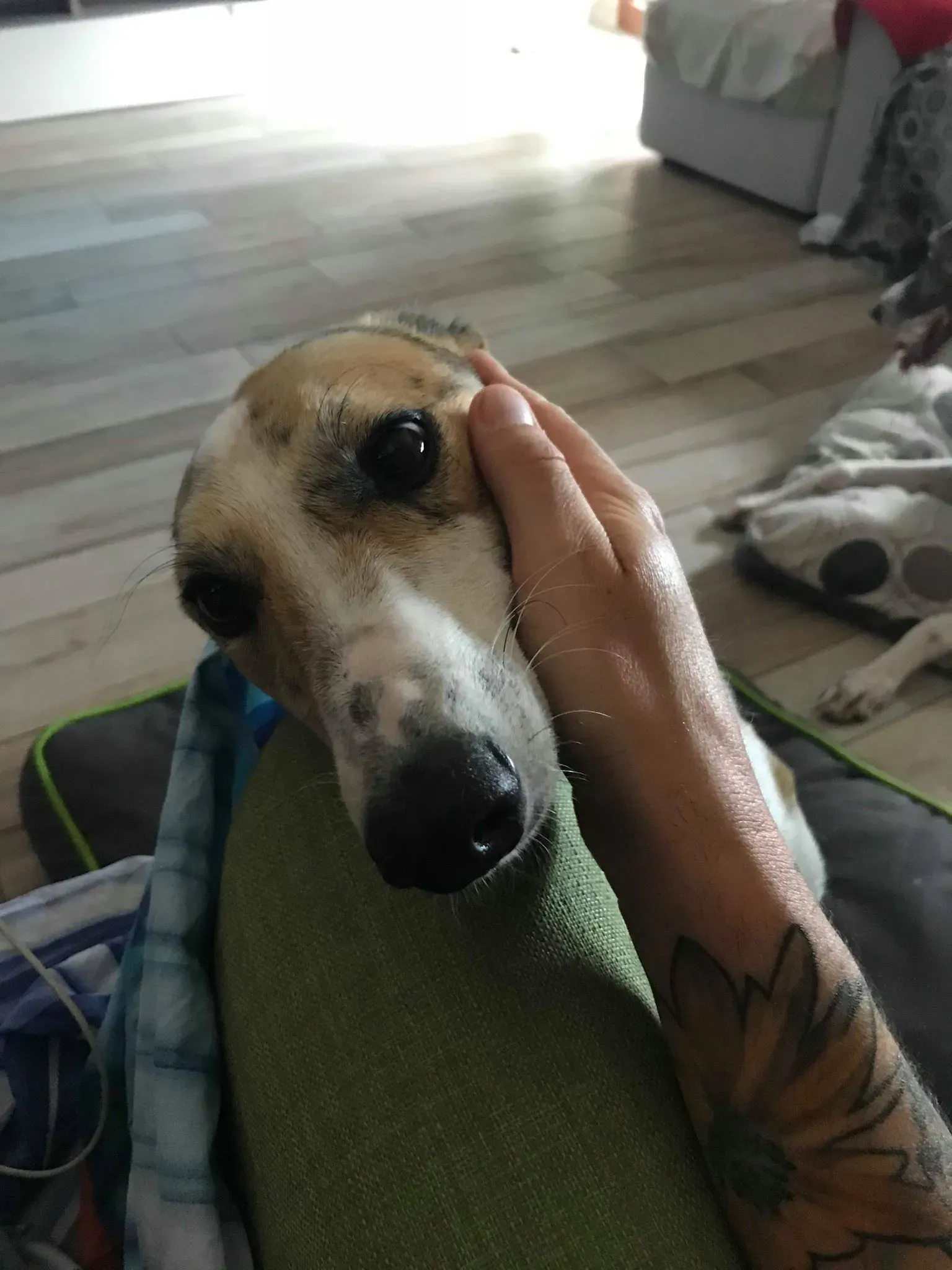 34 Sam whippet petlevrieri petlevrierionlus salvatomercatodellacarne Foster progettofoster.JPG