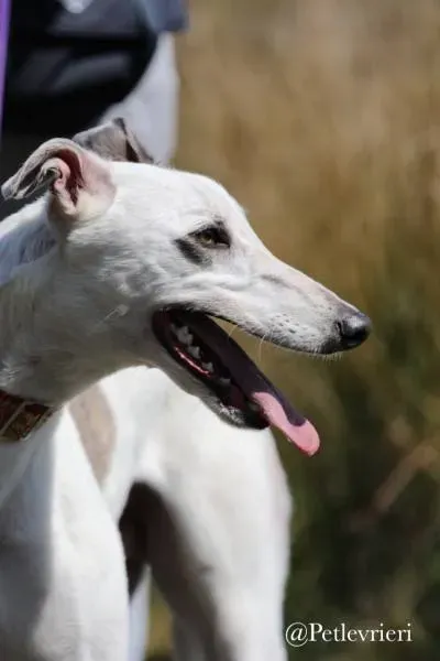 34 Spark Greyhound rescue petlevrieri petlevrierionlus foster progettofoster