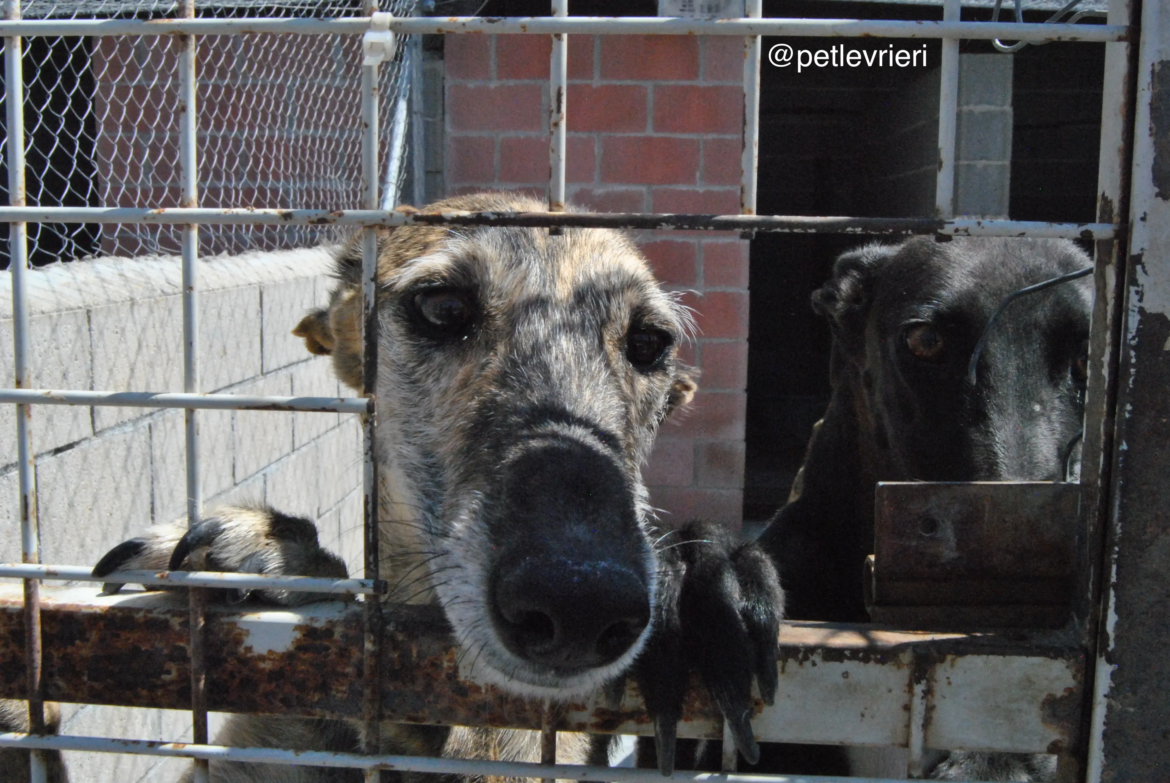 34 lala adozione galgo quarantena