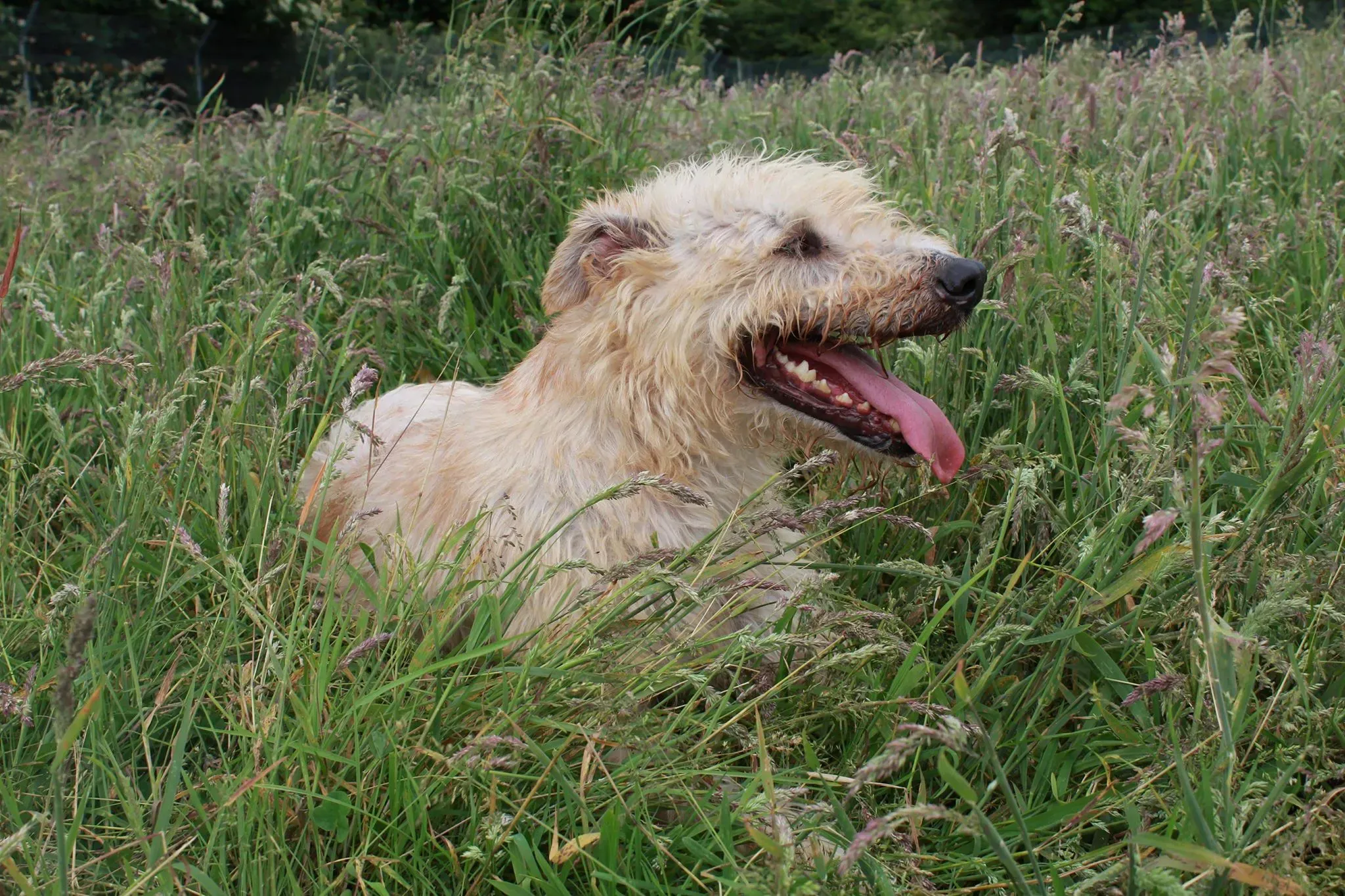 35228001 1693545487396039 7819982139922841600 n