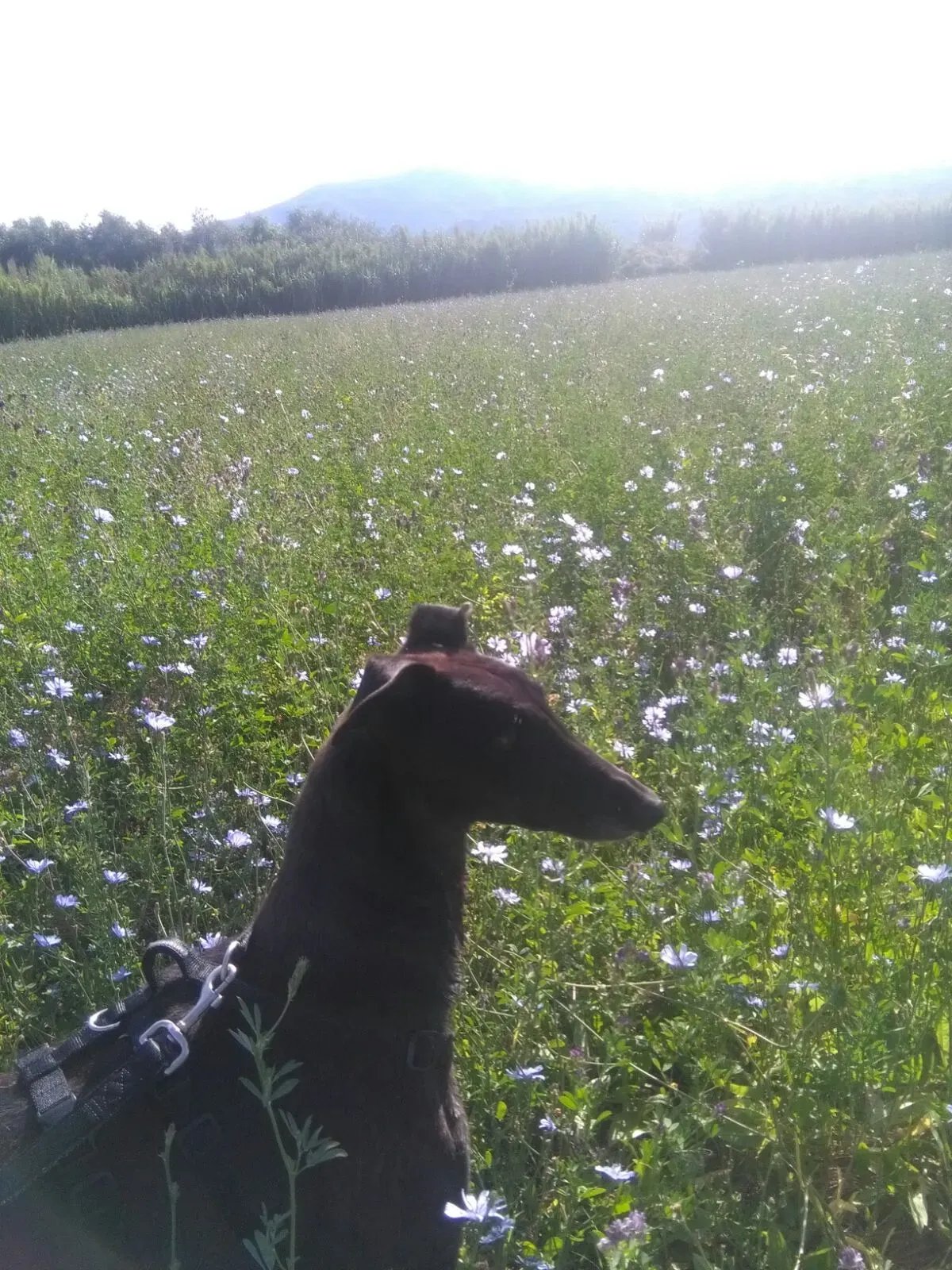 35  Rosie petlevrieri mercatodellacarne cina macao onlus