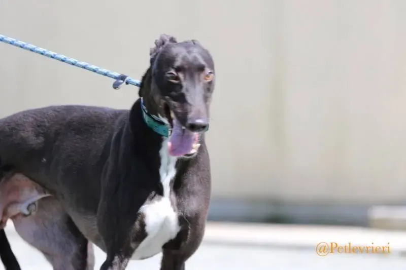 35 Jerry Greyhound rescue petlevrieri petlevrierionlus foster progettofoster