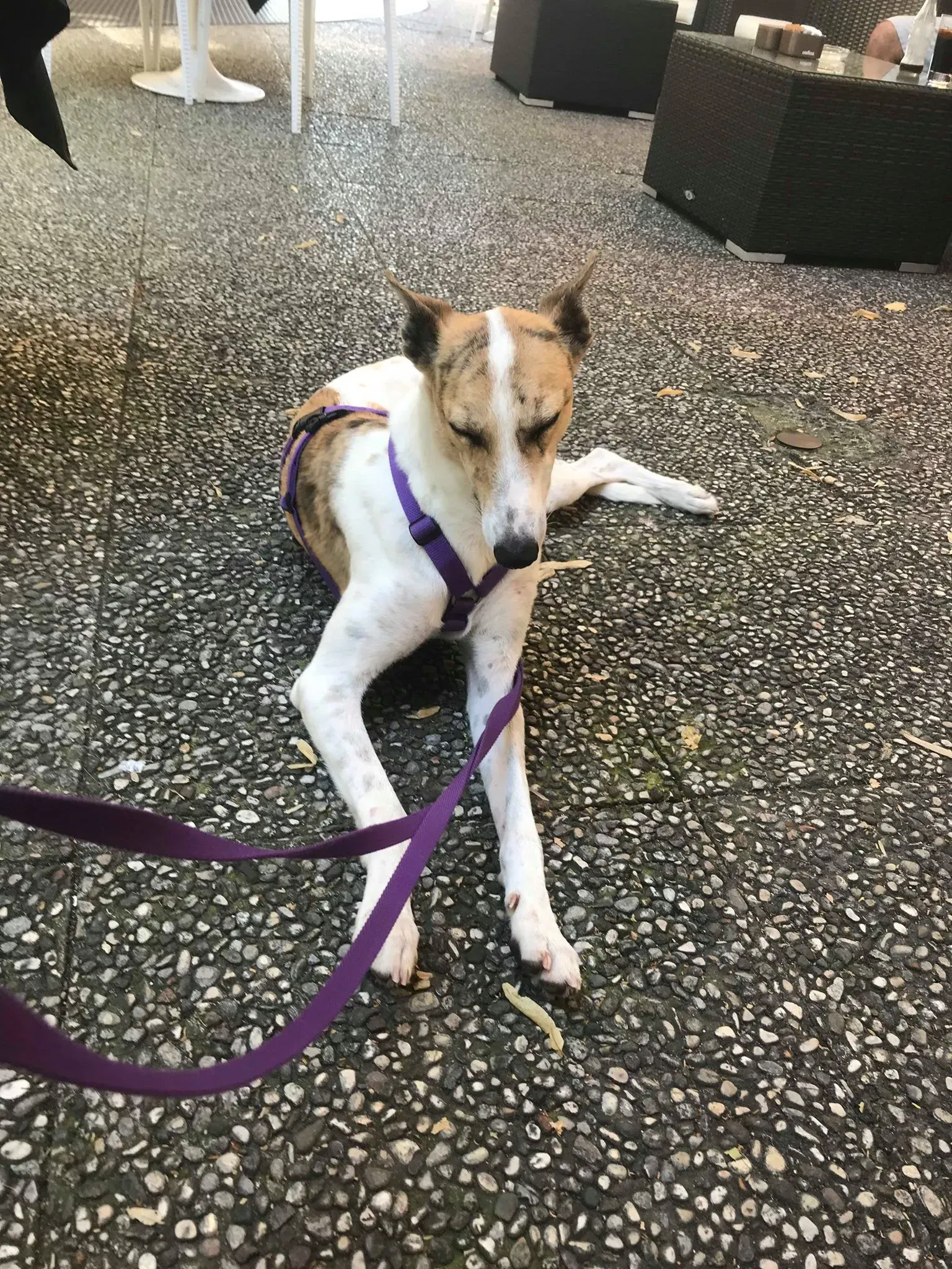 35 Sam whippet petlevrieri petlevrierionlus salvatomercatodellacarne Foster progettofoster.JPG