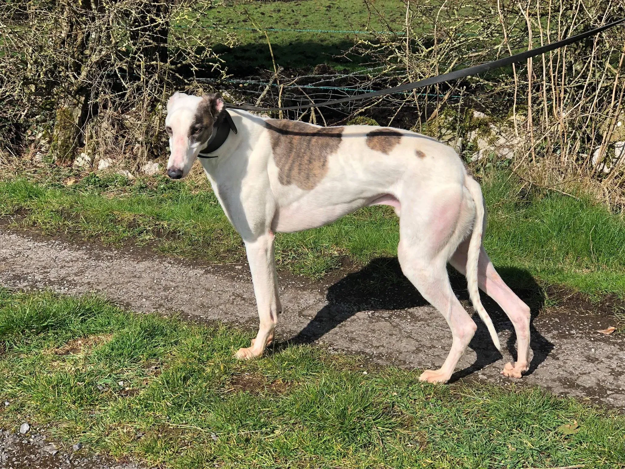 35 Spark Greyhound rescue petlevrieri petlevrierionlus foster progettofoster