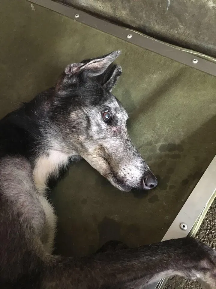 36407268 10155610487753354 4331796838131695615 n 7