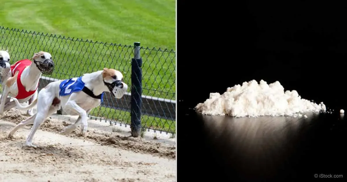 36441884 10155610487693354 862682028653412352 n 4