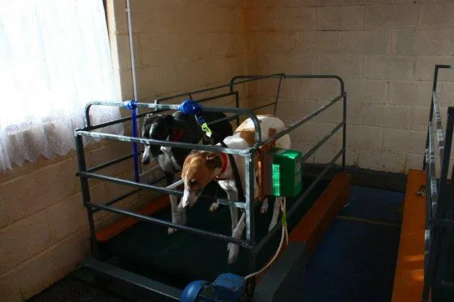 36614118 1737069456408605 5878213140340015104 n 3