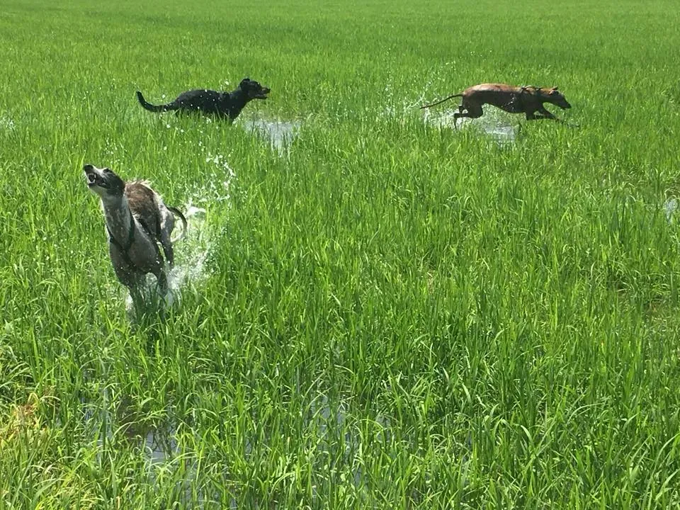 36627615 10155835942113246 4371245253751996416 n