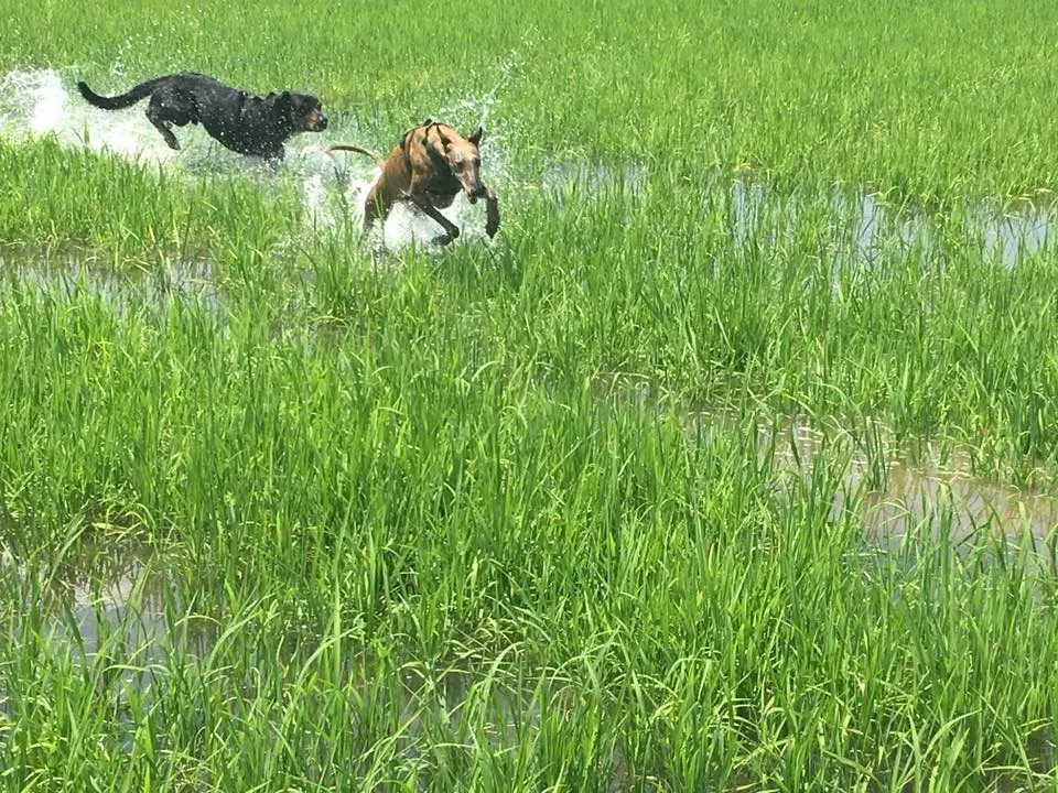 36637594 10155835941928246 6401099286636920832 n