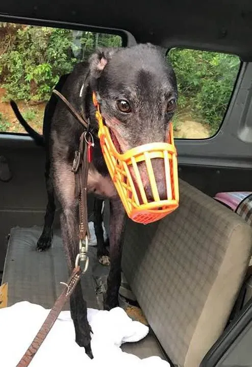 36678000 1615092888625401 2370551922798100480 n