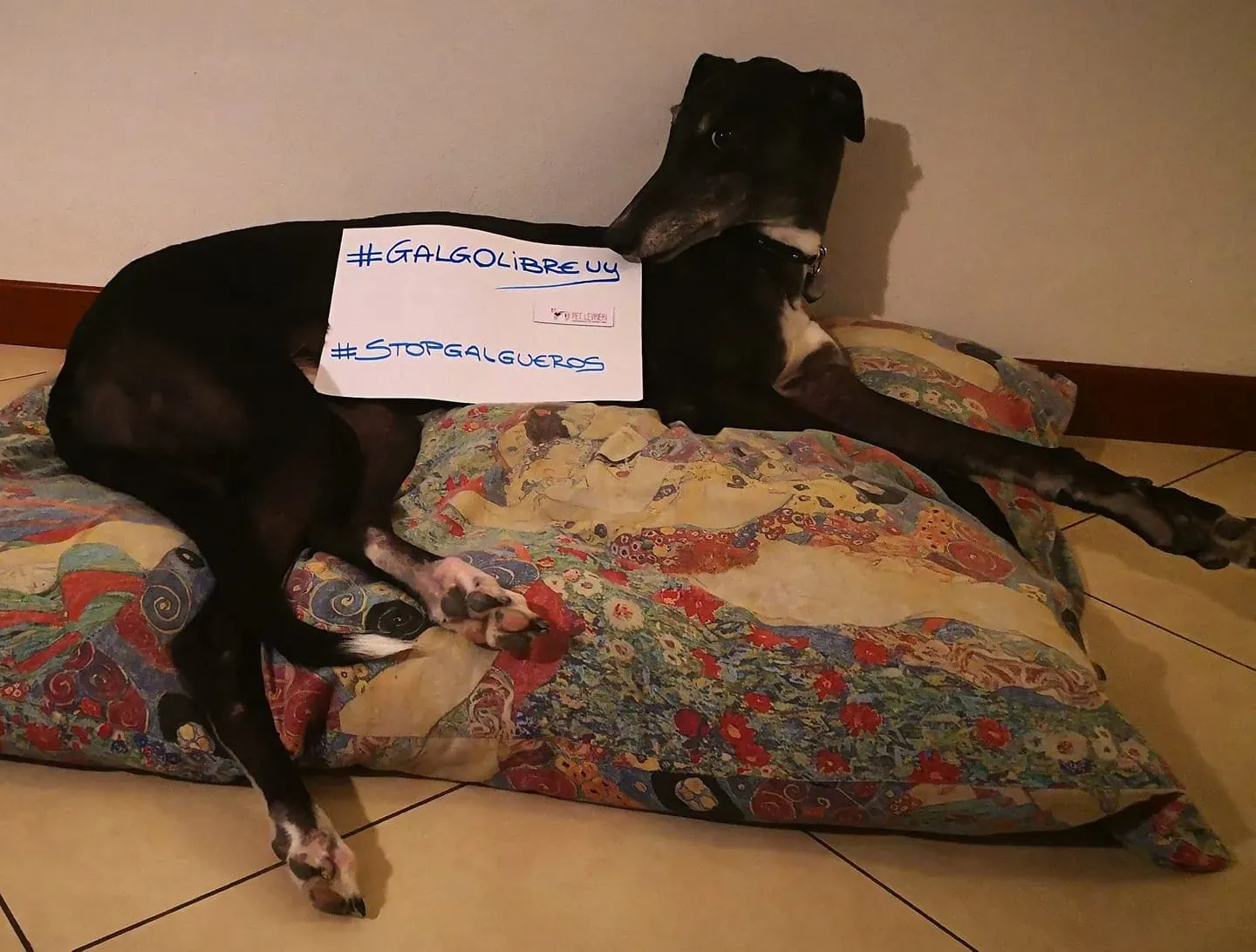 36737283 1788853714531809 9144376004754538496 o