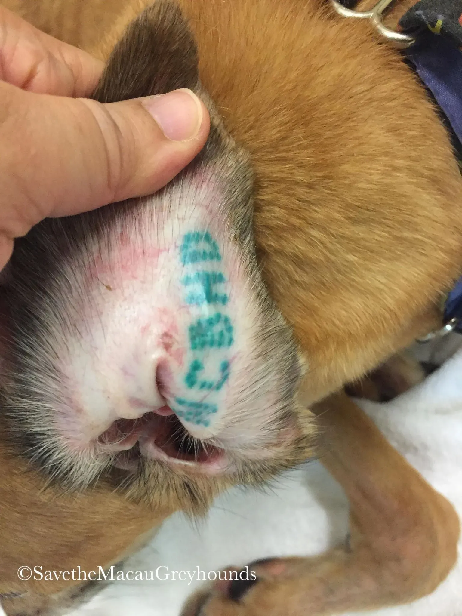 36811459 10156674900976995 4287998372259823616 n