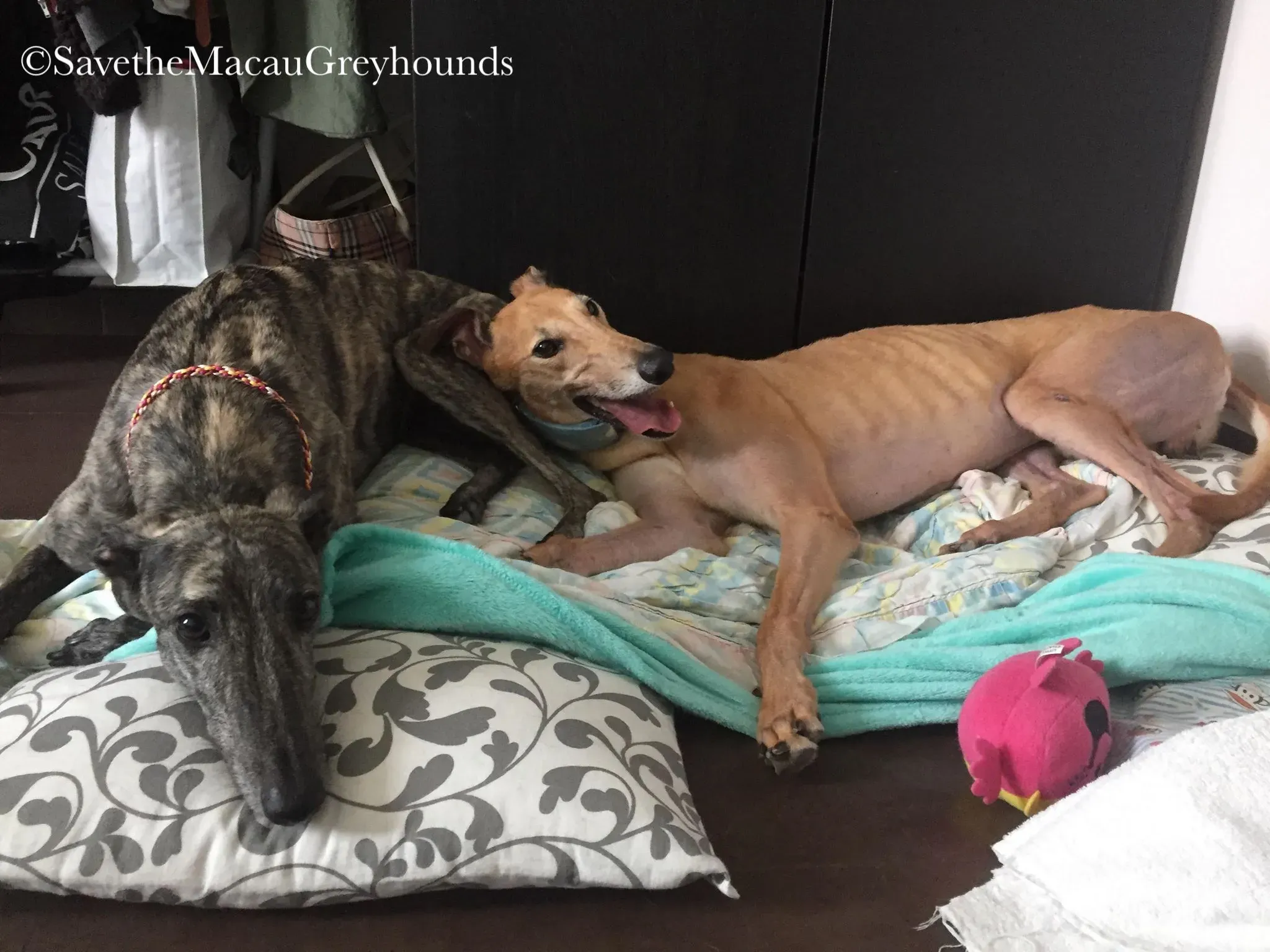 36812713 10156674903426995 3651997574958678016 n