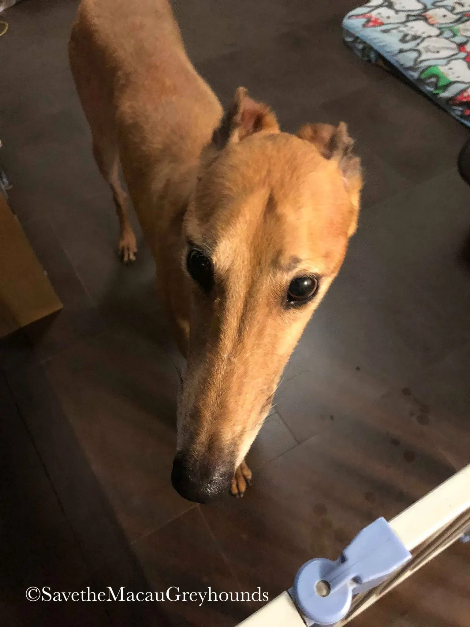 36817621 10156674901291995 8291461002315169792 n