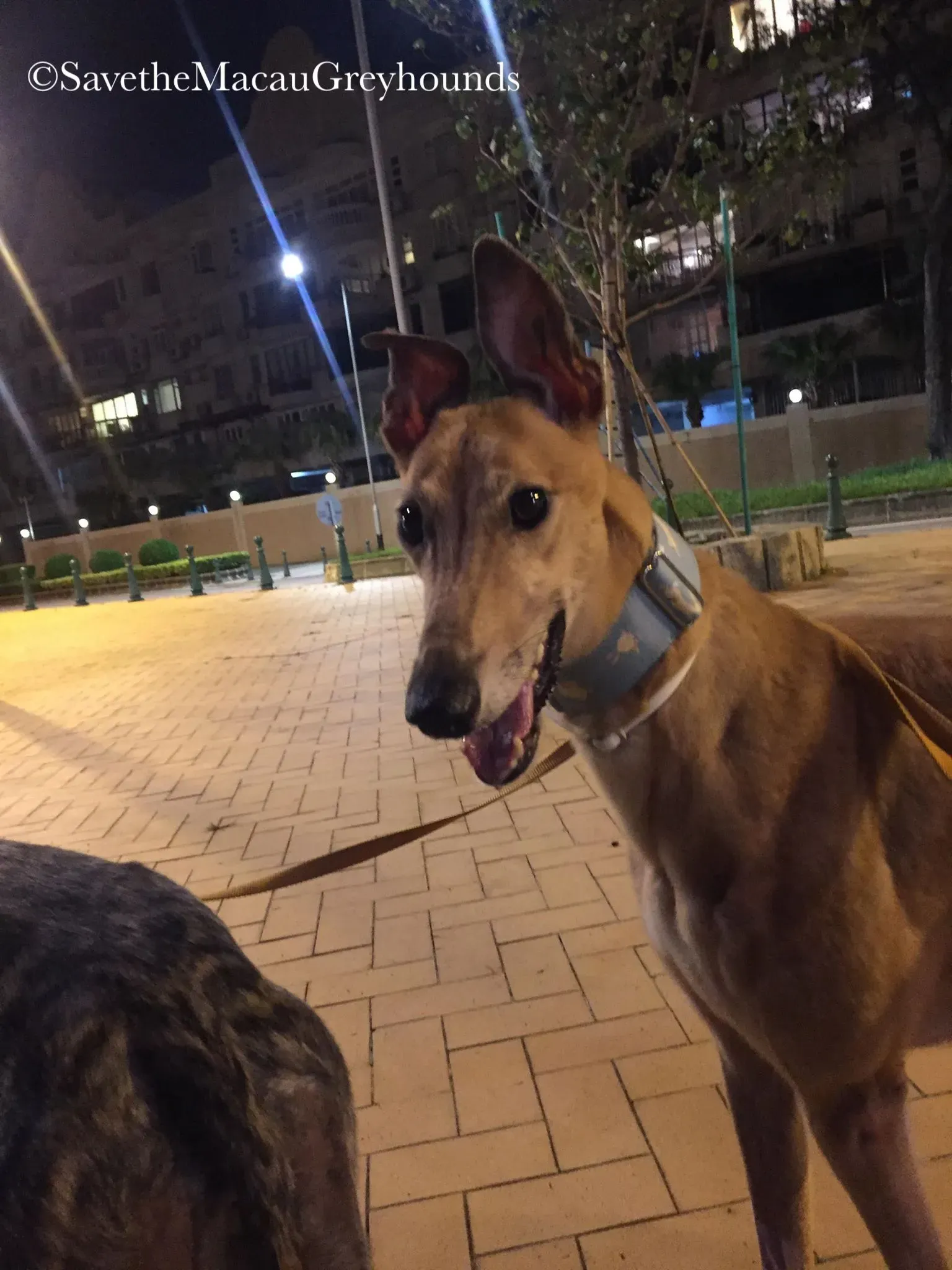 36819786 10156674902781995 8938731540397948928 n