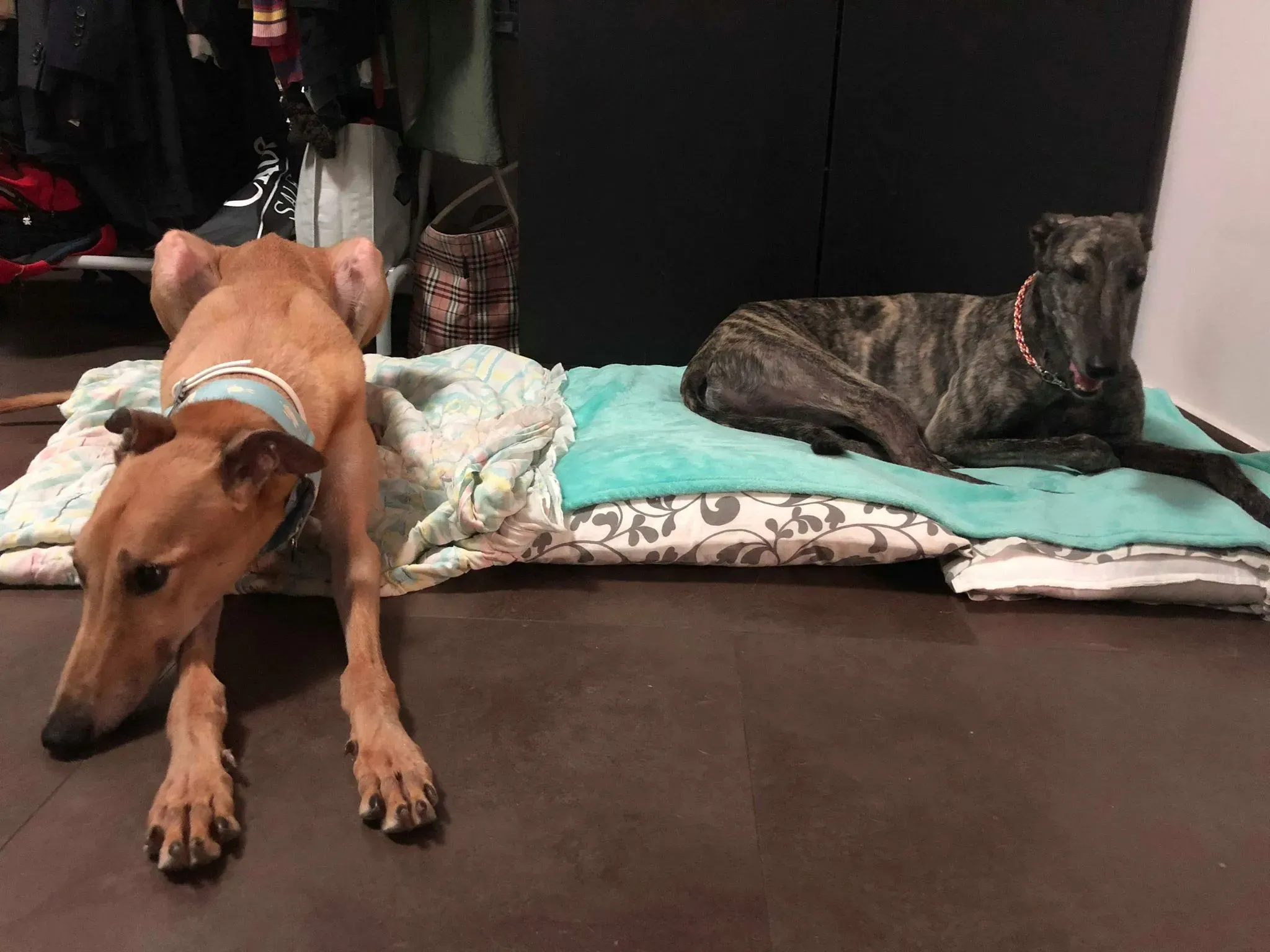 36824575 10156674903371995 1768271059766738944 n