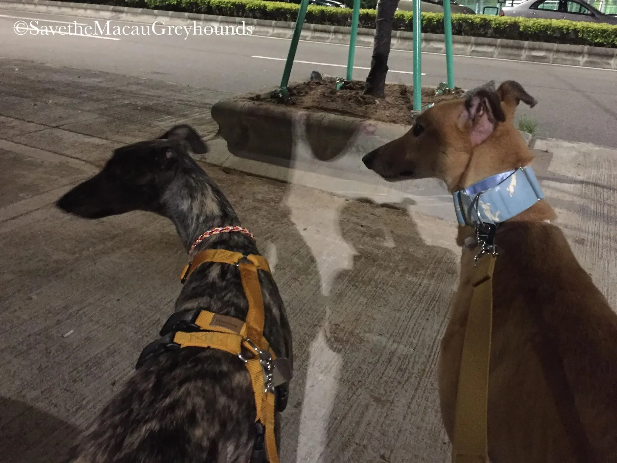 36824598 10156674902676995 2854958855794720768 n