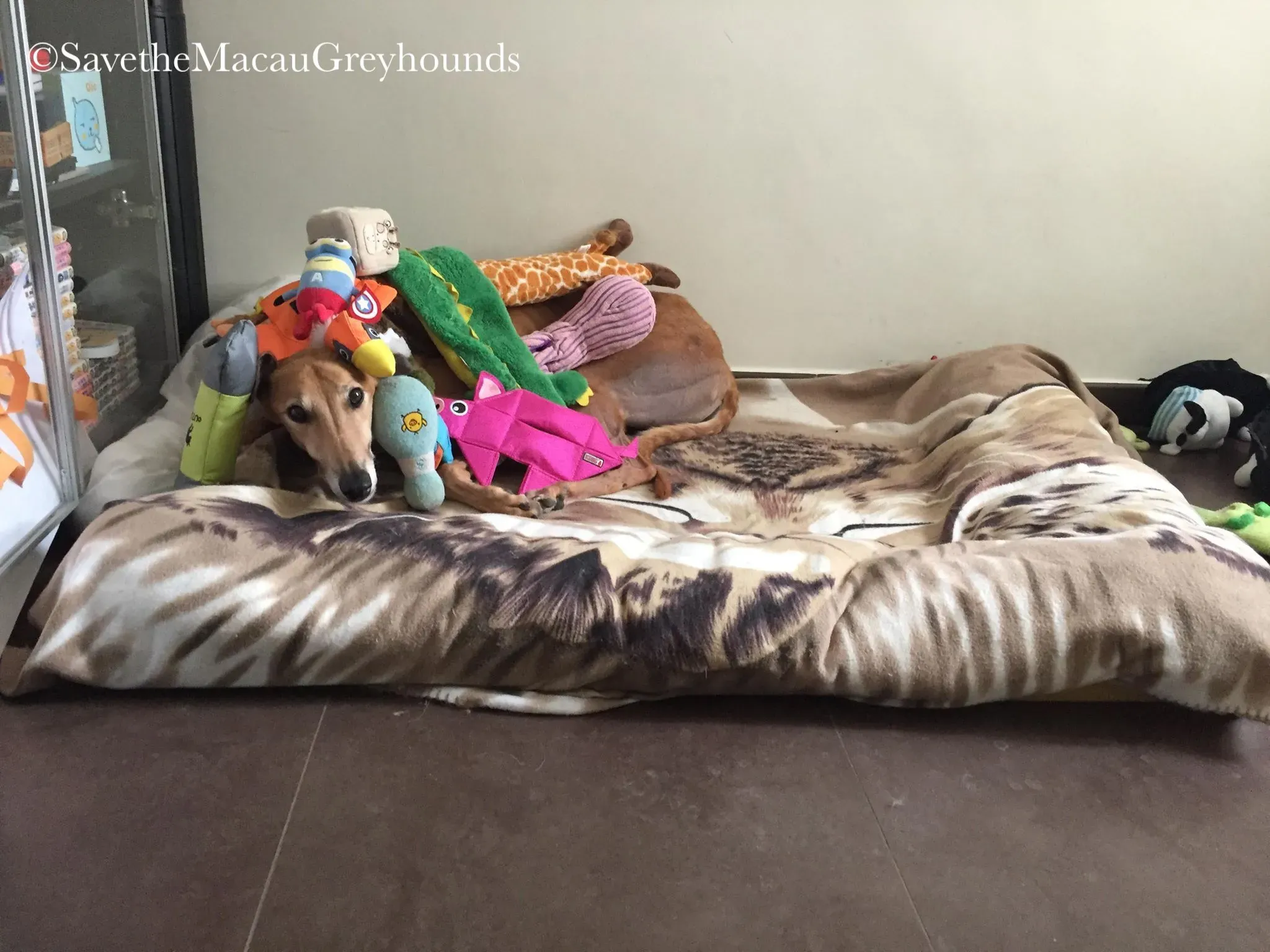 36828566 10156674903461995 5602792439724113920 n