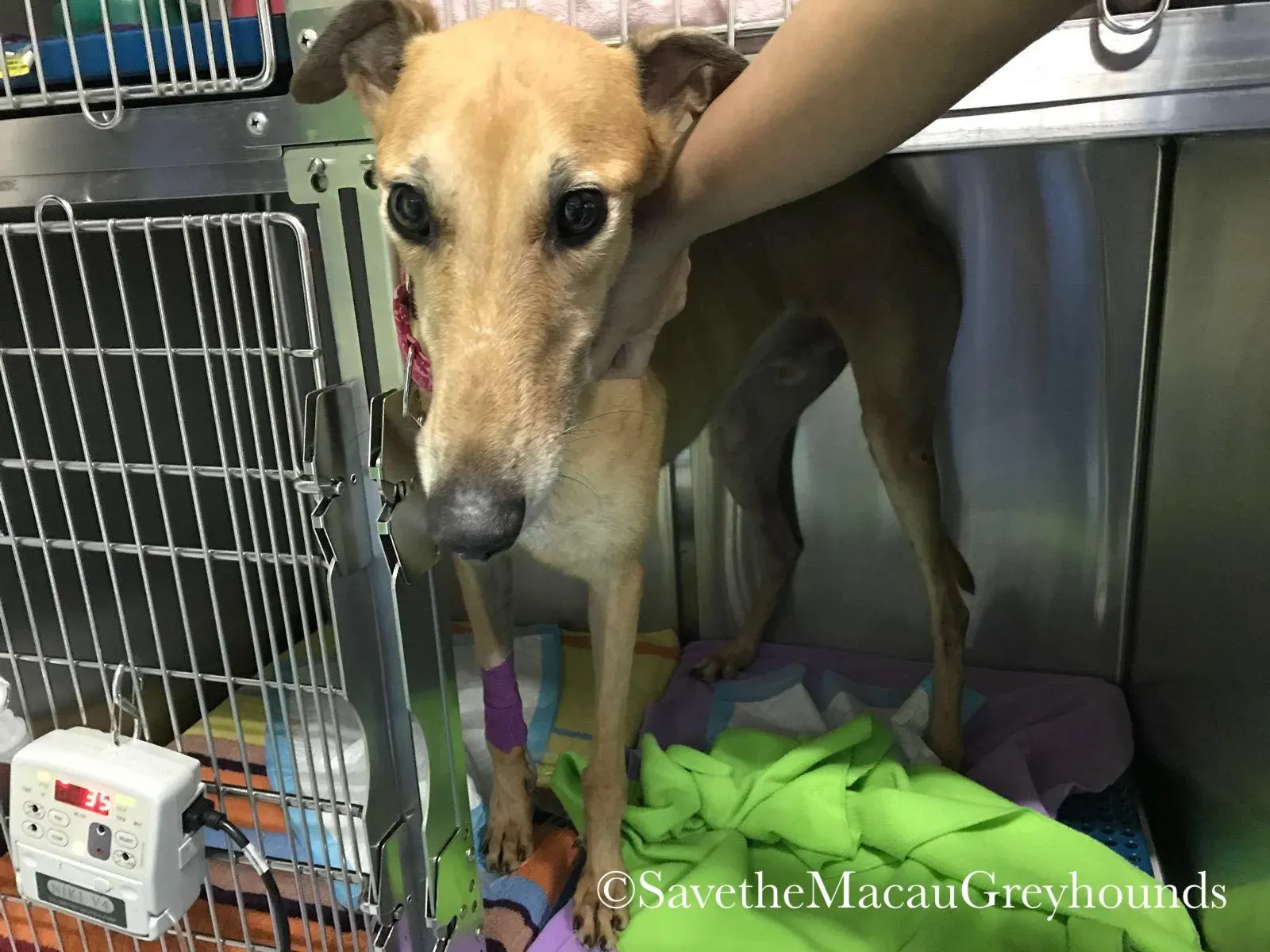 36830435 10156674901101995 4646298300872392704 n