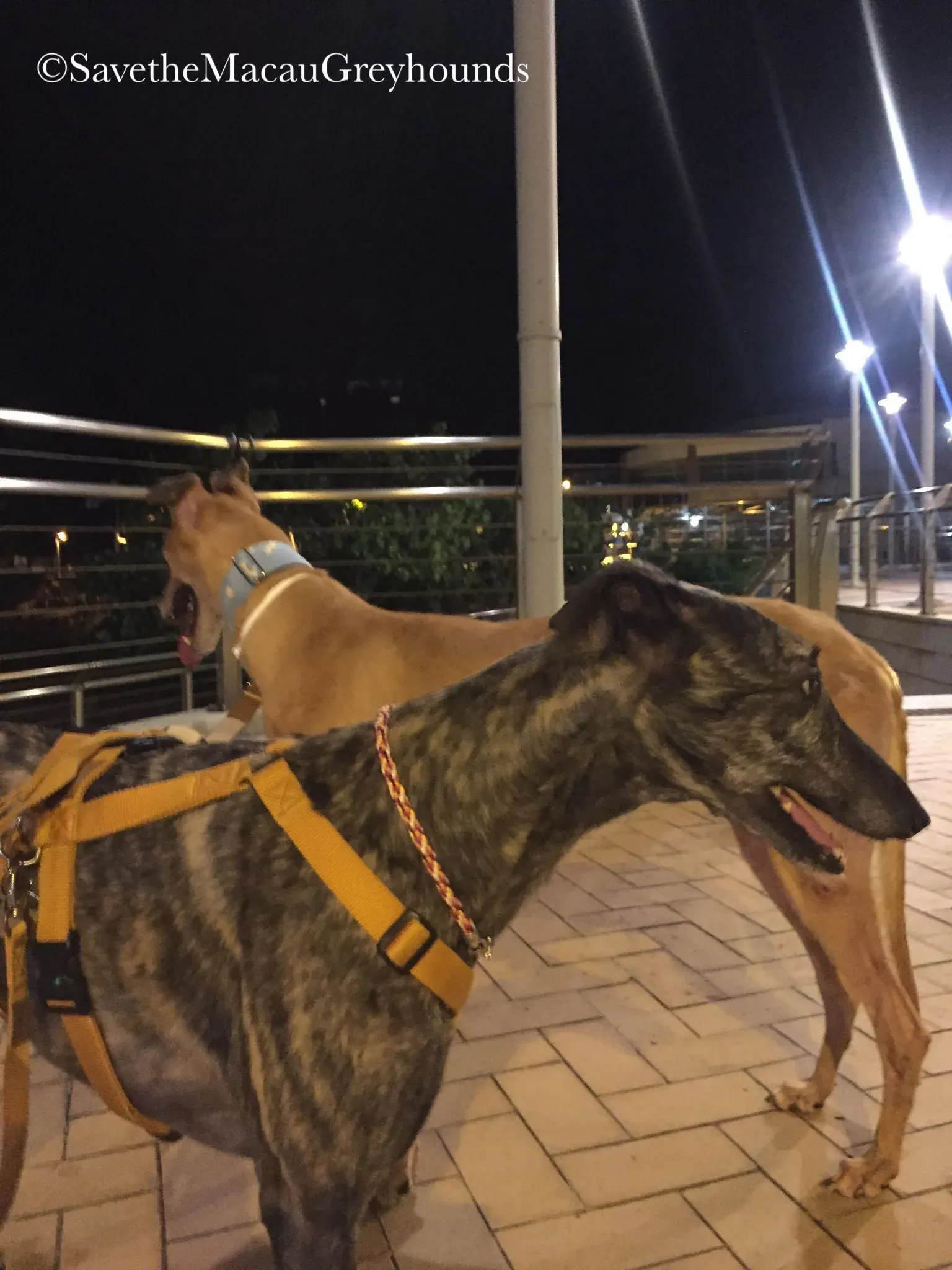 36831827 10156674902826995 755756734760353792 n