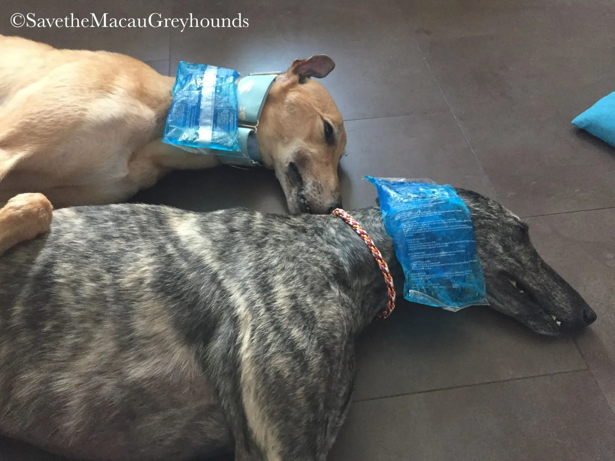 36831851 10156674903411995 4123300494015725568 n