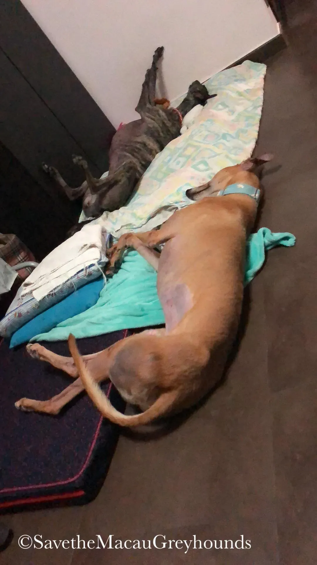 36840054 10156674903596995 4883037134451113984 n