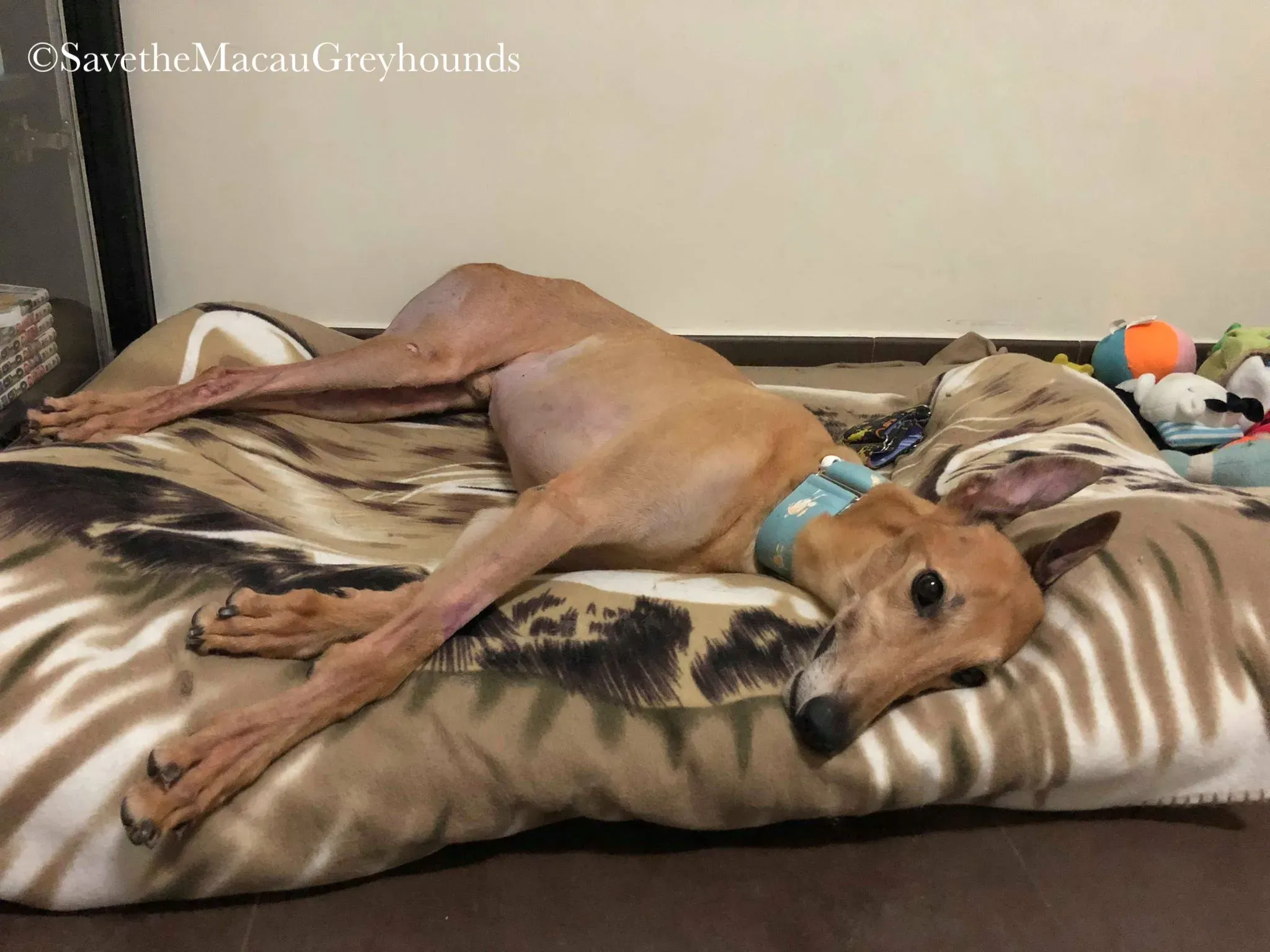 36846127 10156674901376995 8710317465835405312 n