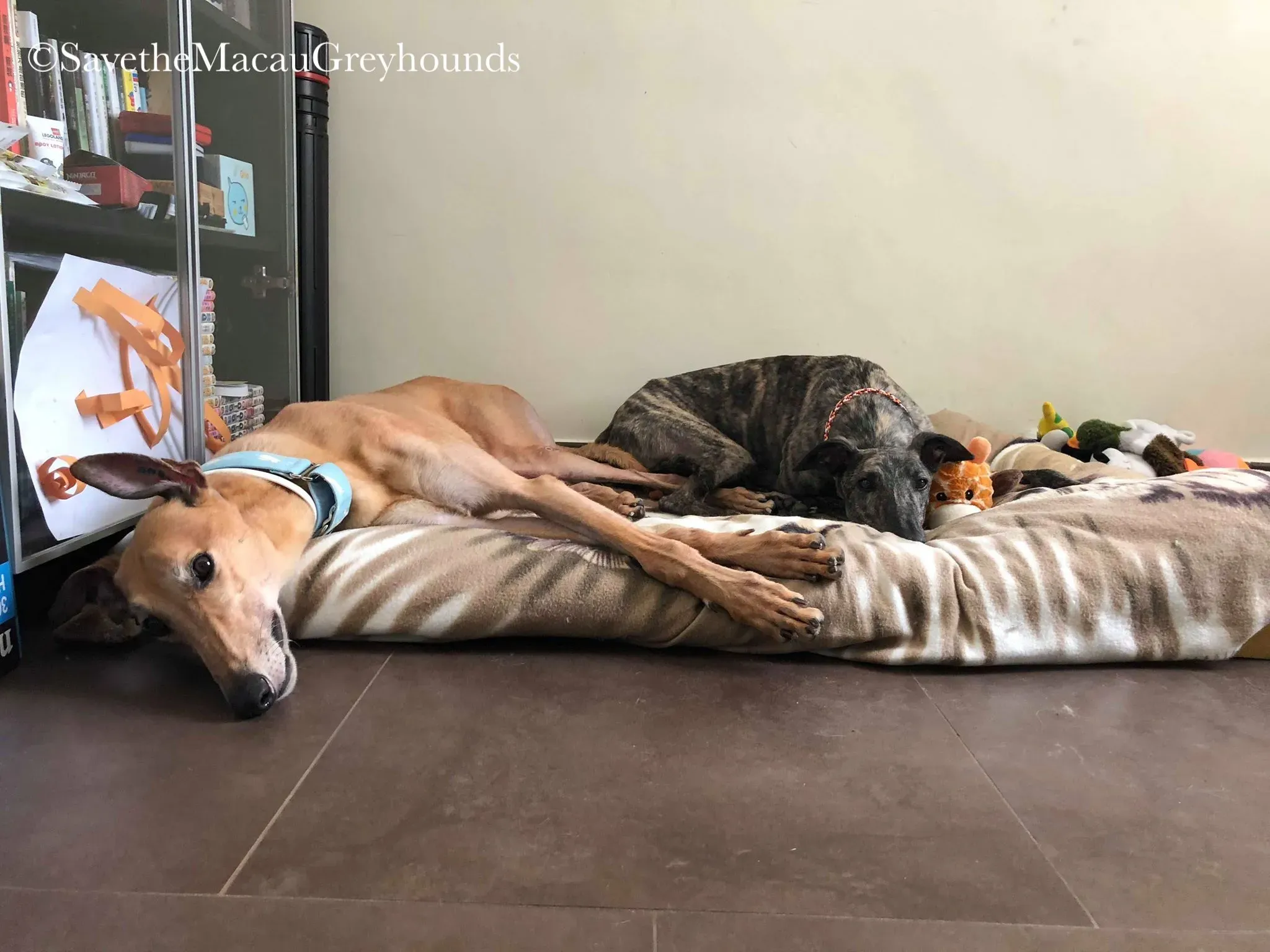 36846156 10156674903161995 2701378474626514944 n