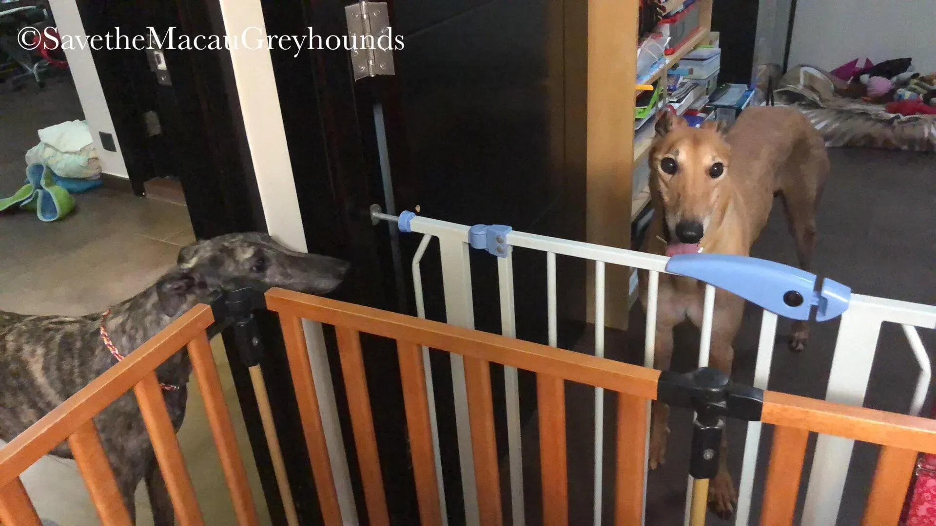 36854045 10156674901251995 1218032268216369152 n