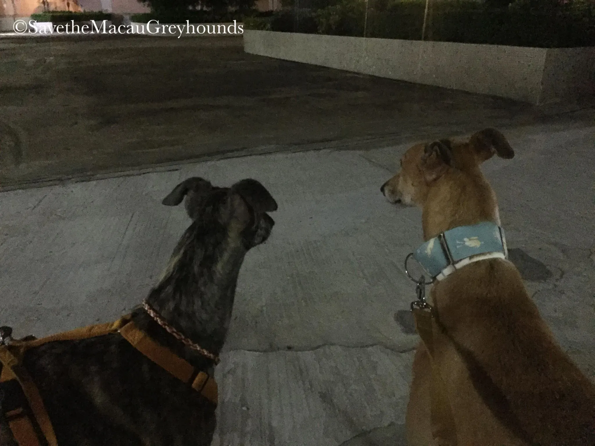 36854050 10156674902661995 3228772768921157632 n