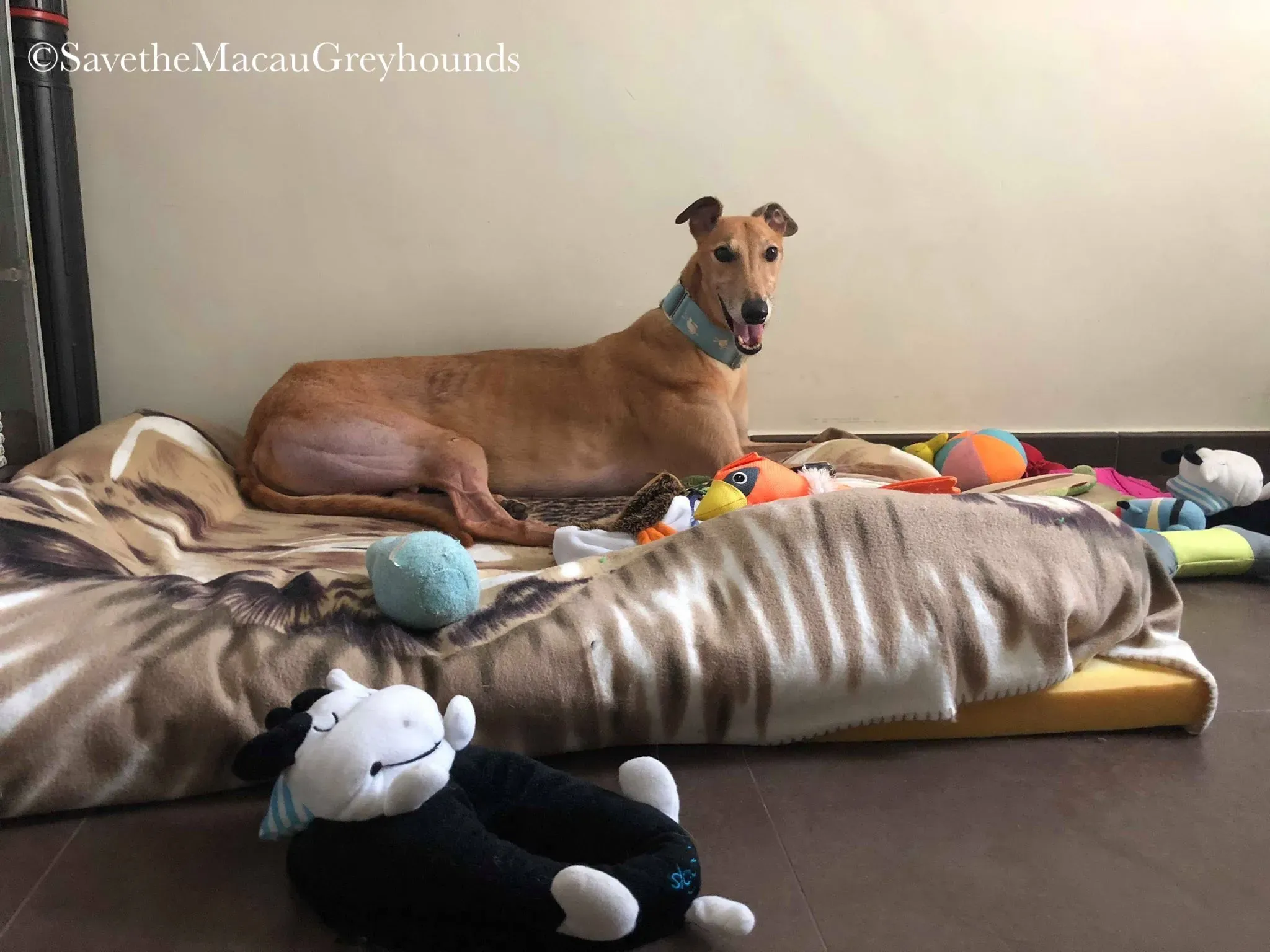 36856441 10156674901331995 8080250634005118976 n