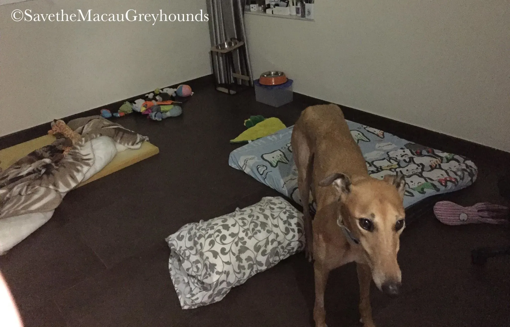 36857386 10156674903106995 3094883906567012352 n