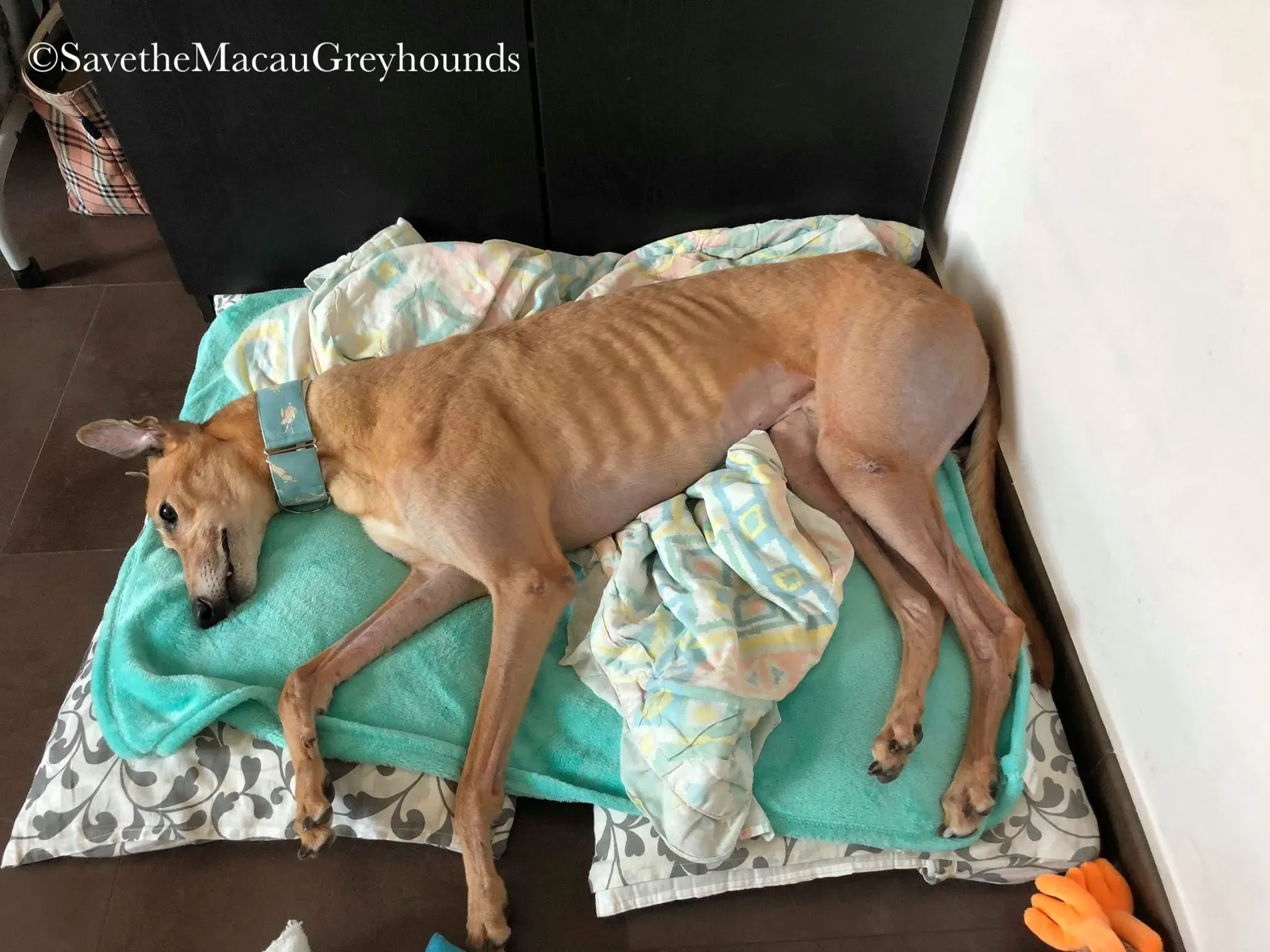 36857391 10156674903276995 3804940926577541120 n