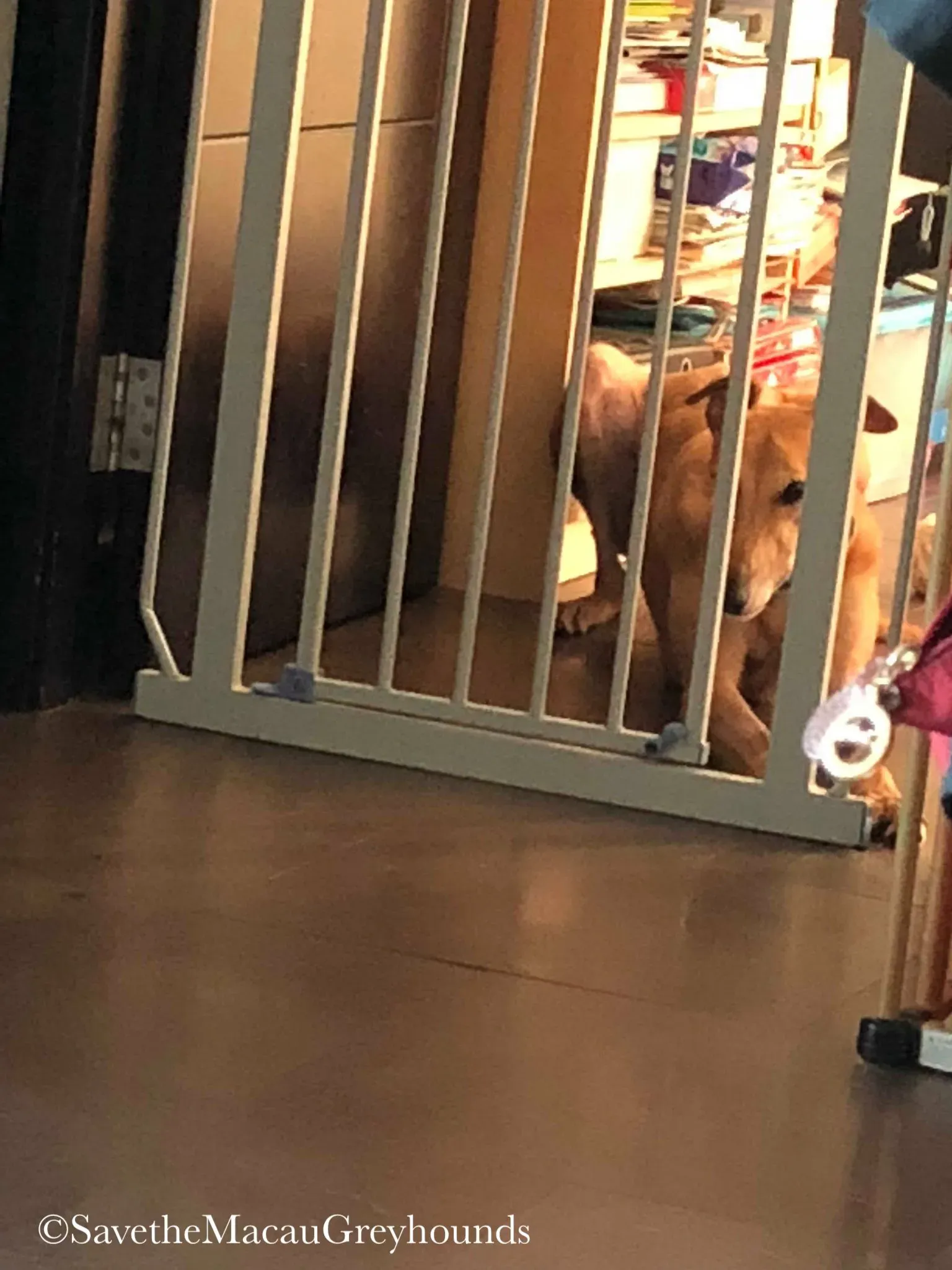 36859561 10156674903186995 4236776712546811904 n