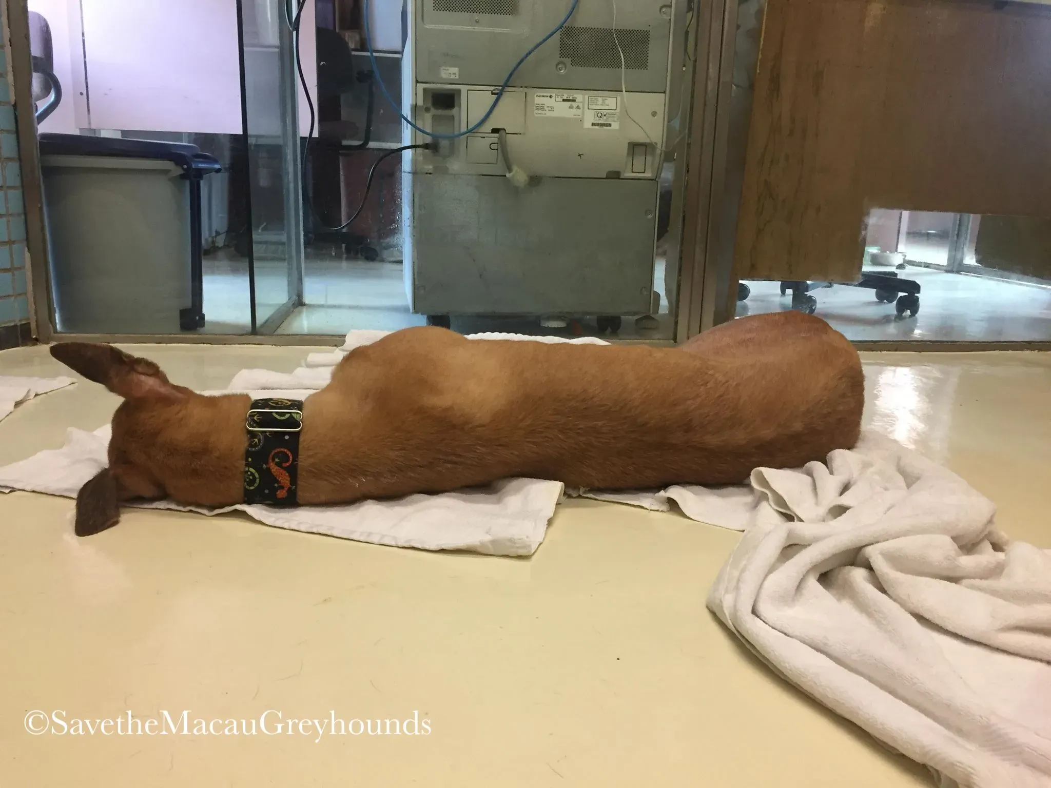 36862660 10156674900991995 5304579288266178560 n