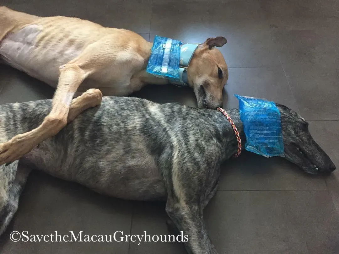 36863515 1839691196122475 3344748263281524736 n