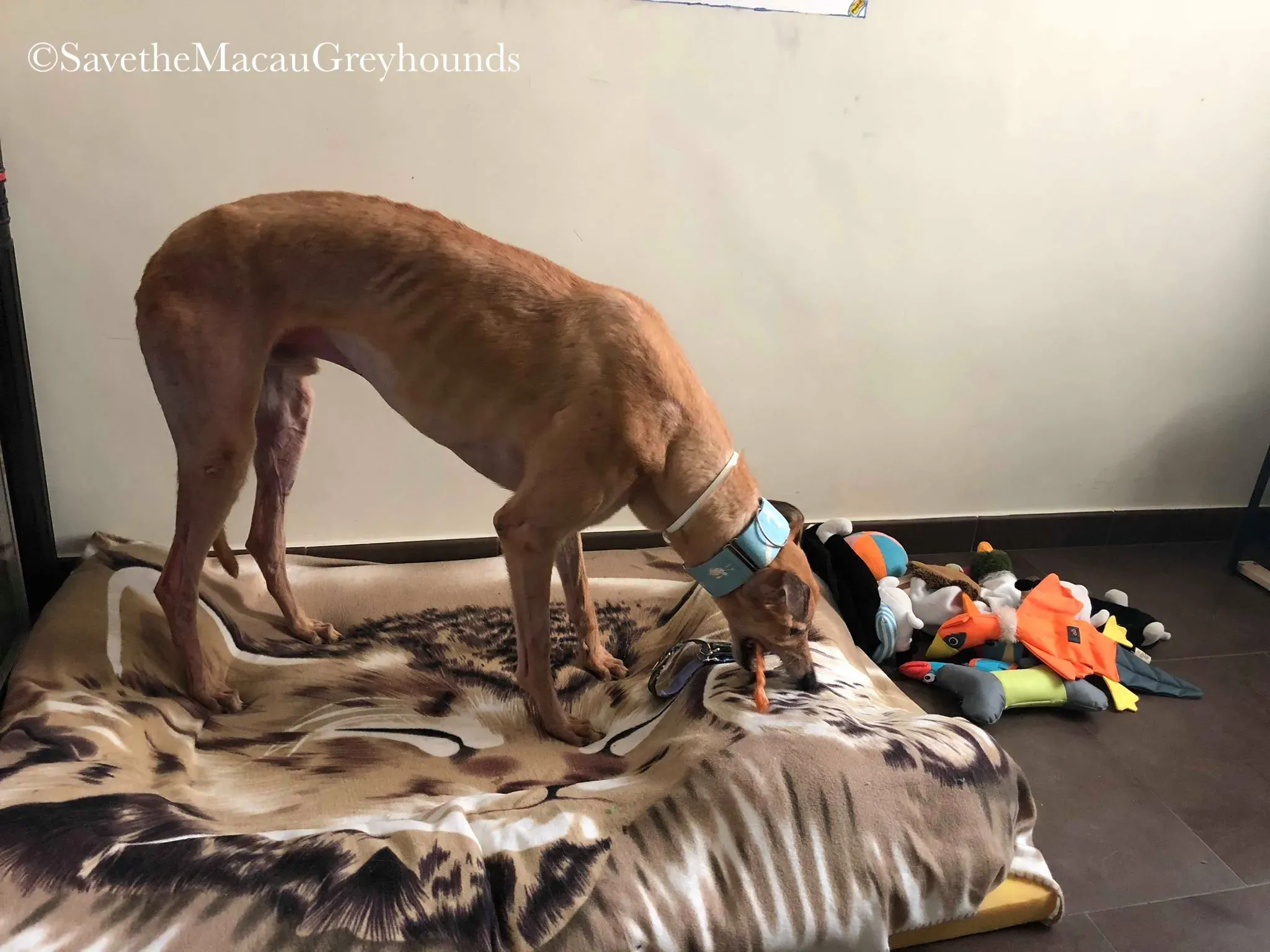 36869925 10156674901346995 4573340700732555264 n